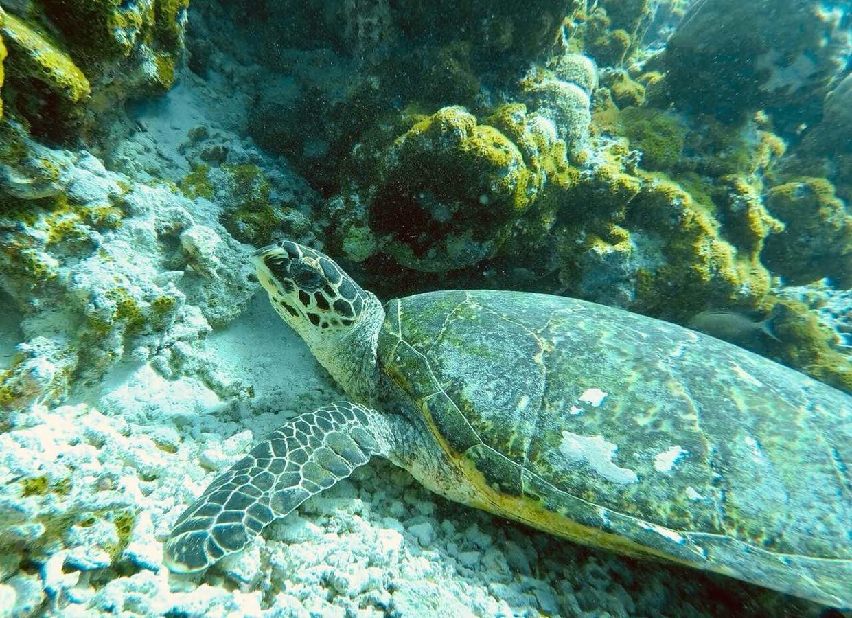 Omadhoo 马尔代夫奇鲁尔海雅旅馆酒店 外观 照片